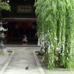 Chohoji Temple Kyoto Japan