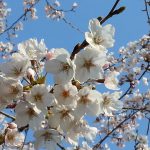Cherryblossom in Ishinomaki